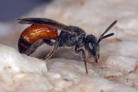 Sphecodes ephippius / Gewöhnliche Blutbiene / Schmal- / Furchenbienen - Halictidae / Ordnung: Hautflügler - Hymenoptera