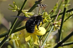 Xylocopa violacea / Blauschwarze Holzbiene / Apinae (Echte Bienen)