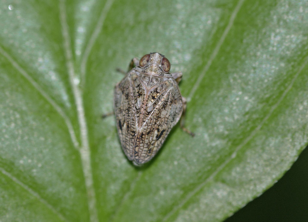 Issus coleoptratus / Käferzikade (Männchen)