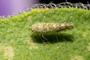 Eupteryx decemnotata / Ligurische Blattzikade / Zwergzikaden - Cicadellidae / Blattzikaden - Typhlocybinae