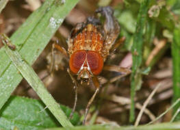 Pegomya testacea / Ohne deutschen Namen / Blumenfliegen - Anthomyiidae / Ordnung: Zweiflgler - Diptera / Fliegen - Brachycera