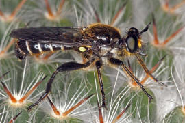 Choerades marginata / Gemeine Mordfliege / Raubfliegen - Asilidae - Laphriinae / Ordnung: Zweiflgler - Diptera