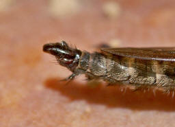 Tolmerus atricapillus / Gemeine Raubfliege (Detail mnnliches Genital) / Raubfliegen - Asilidae - Asilinae
