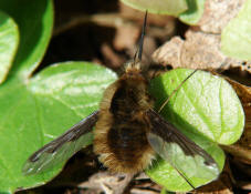 Bombylius major / Groer Wollschweber (auch Hummelschweber) / Familie: Wollschweber - Bombyliidae / Ordnung: Zweifller - Diptera