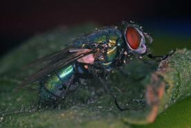 Lucilia sericata / "Goldfliege" / Schmeifliegen - Calliphoridae / Ordnung: Zweiflgler - Diptera / Fliegen - Brachycera