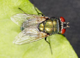 Lucilia sericata / "Goldfliege" / Schmeifliegen - Calliphoridae / Ordnung: Zweiflgler - Diptera / Fliegen - Brachycera