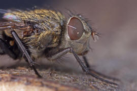 Pollenia labialis / Ohne deutschen Namen / Calliphoridae - "Schmeifliegen" / Ordnung: Zweiflgler - Diptera