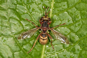 Conops versicularis / Groe Wespendickkopffliege / Dickkopffliegen / Blasenkopffliegen - Conopidae / Zweiflgler - Diptera / Fliegen - Brachycera