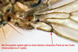Drosophila repleta / Ohne deutschen Namen / Fruchtfliegen - Drosophilidae - Drosophilinae / Ordnung: Zweiflgler - Diptera