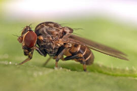 Phortica semivirgo / Ohne deutschen Namen / Drosophilidae - Fruchtfliegen / Ordnung: Zweiflgler - Diptera