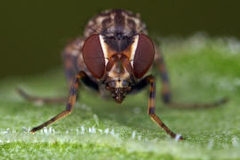 Phortica semivirgo / Ohne deutschen Namen / Fruchtfliegen - Drosophilidae - Steganinae / Ordnung: Zweiflgler - Diptera