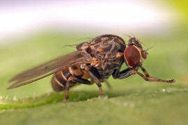 Phortica semivirgo / Ohne deutschen Namen / Fruchtfliegen - Drosophilidae - Steganinae / Ordnung: Zweiflgler - Diptera