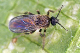 Forcipomyia spec. / Gnitzen - Ceratopogonidae / Ordnung: Zweiflgler - Diptera / Mcken - Nematocera