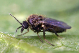 Forcipomyia spec. / Gnitzen - Ceratopogonidae / Ordnung: Zweiflgler - Diptera / Mcken - Nematocera