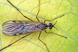 Sylvicola fuscatus / Ohne deutschen Namen / Fenstermcken - Anisopodidae / Ordnung: Zweiflgler - Diptera / Nematocera - Mcken