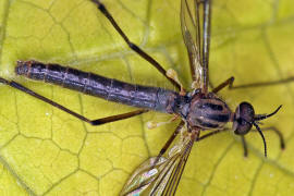 Sylvicola fuscatus / Ohne deutschen Namen / Fenstermcken - Anisopodidae / Ordnung: Zweiflgler - Diptera / Nematocera - Mcken