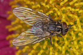 Stomoxys calcitrans / Wadenstecher / Gemeine Stechfliege / Stable fly / Echte Fliegen - Muscidae / Brachycera - Fliegen / Ordnung: Diptera - Zweiflgler