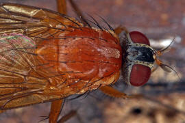 Thricops diaphanus / Ohne deutschen Namen / Echte Fliegen - Muscidae / Ordnung: Zweiflgler - Diptera / Fliegen - Brachycera