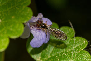 Baccha elongata / Gemeine Schattenschwebfliege / Schwebfliegen - Syrphidae / Ordnung: Zweiflgler - Diptera / Fliegen - Brachycera