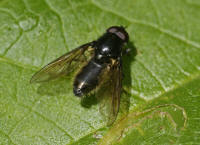 Cheilosia albitarsis / Weissfu-Erzschwebfliege / Syrphidae - Schwebfliegen
