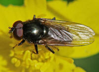 Cheilosia albitarsis / Weissfu-Erzschwebfliege / Syrphidae - Schwebfliegen