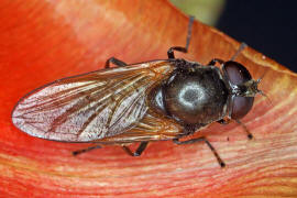 Cheilosia ranunculi / Hahnenfu-Erzschwebfliege / Syrphidae - Schwebfliegen