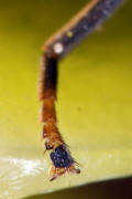 Cheilosia ranunculi / Hahnenfu-Erzschwebfliege (Vordertarse) / Syrphidae - Schwebfliegen