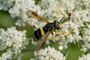 Chrysotoxum bicinctum / Zweiband-Wespenschwebfliege / Schwebfliegen - Syrphidae / Zweiflgler - Diptera / Fliegen - Brachycera