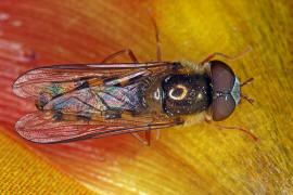 Epistrophella euchroma (syn. Epistrophe euchroma) / Ohne deutschen Namen / Schwebfliegen - Syrphidae / Ordnung: Diptera - Zweiflgler
