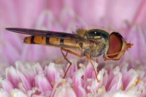 Episyrphus balteatus / Hain-Schwebfliege / Winterschwebfliege / Familie: Schwebfliegen - Syrphidae / Ordnung: Diptera - Zweiflgler