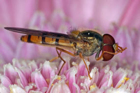 Episyrphus balteatus / Hain-Schwebfliege / Winterschwebfliege / Familie: Schwebfliegen - Syrphidae / Ordnung: Diptera - Zweiflgler