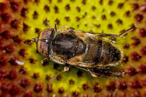 Eristalinus aeneus / Glnzende Faulschlammschwebfliege / Schwebfliegen - Syrphidae / Ordnung: Zweiflgler - Diptera / Fliegen - Brachycera