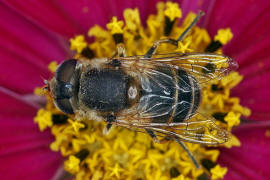 Eristalis arbustorum / Kleine Keilfleckschwebfliege / Schwebfliegen - Syrphidae / Ordnung: Zweiflgler - Diptera / Fliegen - Brachycera