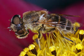 Eristalis arbustorum / Kleine Keilfleckschwebfliege / Schwebfliegen - Syrphidae / Ordnung: Zweiflgler - Diptera / Fliegen - Brachycera