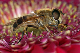 Eristalis pertinax / Gemeine Keilfleckschwebfliege / Schwebfliegen - Syrphidae / Ordnung: Zweiflgler - Diptera / Fliegen - Brachycera