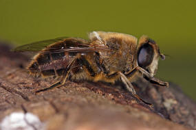 Eristalis tenax / Scheinbienen-Keilfleckschwebfliege / Mistbiene / Zweiflgler - Diptera - Schwebfliegen - Syrphidae
