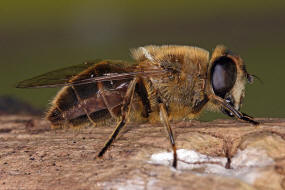 Eristalis tenax / Scheinbienen-Keilfleckschwebfliege / Mistbiene / Zweiflgler - Diptera - Schwebfliegen - Syrphidae