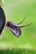 Eumerus funeralis (syn. Eumerus tuberculatus) / Kleine Zwiebelschwebfliege / Schwebfliegen - Syrphidae / Ordnung: Zweiflgler - Diptera / Fliegen - Brachycera