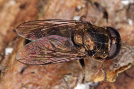 Eumerus funeralis (syn. Eumerus tuberculatus) / Kleine Zwiebelschwebfliege / Schwebfliegen - Syrphidae / Ordnung: Zweiflgler - Diptera / Fliegen - Brachycera