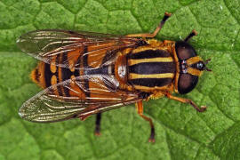 Helophilus pendulus / Gemeine Sumpfschwebfliege / Schwebfliegen - Syrphidae / Ordnung: Zweiflgler - Diptera / Fliegen - Brachycera