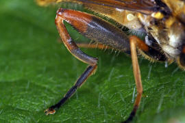 Helophilus pendulus / Gemeine Sumpfschwebfliege / Schwebfliegen - Syrphidae / Ordnung: Zweiflgler - Diptera / Fliegen - Brachycera