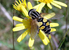 Helophilus trivittatus / Groe Sumpfschwebfliege / Schwebfliegen - Syrphidae / Ordnung: Zweiflgler - Diptera / Fliegen - Brachycera