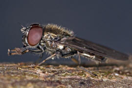 Melanogaster hirtella / Ohne deutschen Namen / Schwebfliegen - Syrphidae / Ordnung: Zweiflgler - Diptera / Fliegen - Brachycera