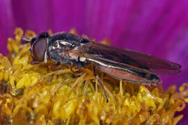 Melanostoma mellinum / Glnzende Schwarzkopf-Schwebfliege / Schwebfliegen - Syrphidae / Ordnung: Zweiflgler - Diptera / Fliegen - Brachycera