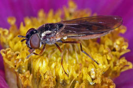 Melanostoma mellinum / Glnzende Schwarzkopf-Schwebfliege / Schwebfliegen - Syrphidae / Ordnung: Zweiflgler - Diptera / Fliegen - Brachycera