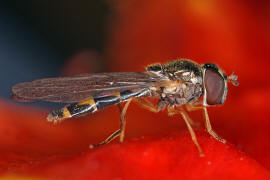 Melanostoma scalare / Matte Schwarzkopf-Schwebfliege (Weibchen) / Schwebfliegen - Syrphidae / Ordnung: Zweiflgler - Diptera / Fliegen - Brachycera