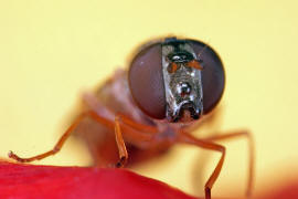 Melanostoma scalare / Matte Schwarzkopf-Schwebfliege (Weibchen) / Schwebfliegen - Syrphidae / Ordnung: Zweiflgler - Diptera / Fliegen - Brachycera