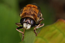 Microdon mutabilis / "Ameisen-Schwebfliege" / Schwebfliegen - Syrphidae / Ordnung: Zweiflgler - Diptera / Fliegen - Brachycera