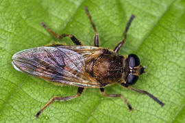 Myolepta vara / ohne deutschen Namen / Schwebfliegen - Syrphidae / Ordnung: Zweiflgler - Diptera / Fliegen - Brachycera