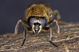 Myolepta vara / ohne deutschen Namen / Schwebfliegen - Syrphidae / Ordnung: Zweiflgler - Diptera / Fliegen - Brachycera